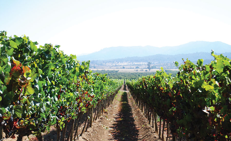 Private Viña del Mar and Valparaiso Day Trip  with Casablanca Wine Tour