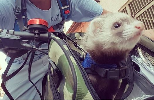 Nipsu - La mascota de Huaso Tours