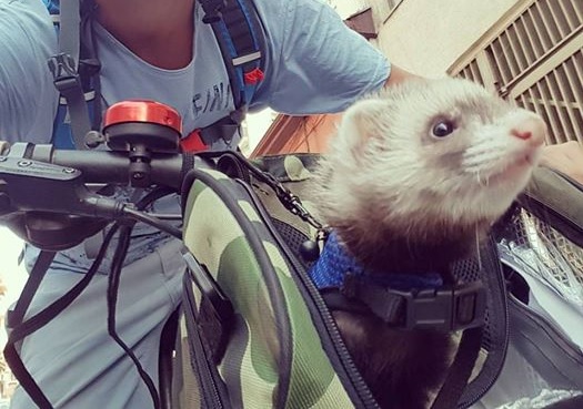 Nipsu - Mascot of Huaso Tours